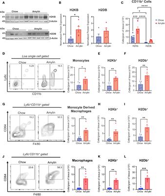 Myeloid cell MHC I expression drives CD8+ T cell activation in nonalcoholic steatohepatitis
